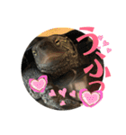 クサガメのカメ太 No.2（個別スタンプ：26）