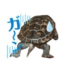 クサガメのカメ太 No.2（個別スタンプ：33）