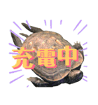 クサガメのカメ太 No.2（個別スタンプ：36）