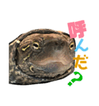クサガメのカメ太 No.2（個別スタンプ：37）