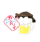 クサガメのカメ太 No.2（個別スタンプ：40）