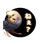 インコ好きにはたまらないスタンプ2（個別スタンプ：4）