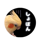 インコ好きにはたまらないスタンプ2（個別スタンプ：6）