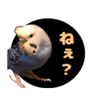 インコ好きにはたまらないスタンプ2（個別スタンプ：11）