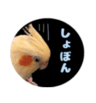 インコ好きにはたまらないスタンプ2（個別スタンプ：13）