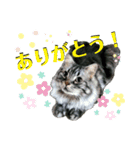 モジャ猫のりんたろう（個別スタンプ：1）