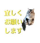 モジャ猫のりんたろう（個別スタンプ：4）