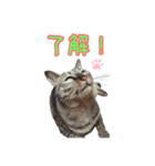 可愛い保護猫さん達。（個別スタンプ：1）