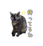 可愛い保護猫さん達。（個別スタンプ：2）