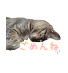 可愛い保護猫さん達。（個別スタンプ：3）