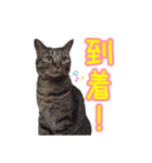 可愛い保護猫さん達。（個別スタンプ：4）