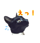 可愛い保護猫さん達。（個別スタンプ：8）