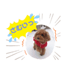 ❤︎トイプードルのスタンプ❤︎（個別スタンプ：5）