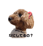 ❤︎トイプードルのスタンプ❤︎（個別スタンプ：6）