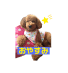 ❤︎トイプードルのスタンプ❤︎（個別スタンプ：7）