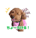 ❤︎トイプードルのスタンプ❤︎（個別スタンプ：8）