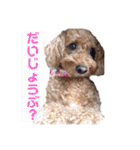 ❤︎トイプードルのスタンプ❤︎（個別スタンプ：9）