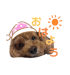 ❤︎トイプードルのスタンプ❤︎（個別スタンプ：14）