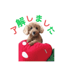 ❤︎トイプードルのスタンプ❤︎（個別スタンプ：25）