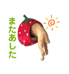 ❤︎トイプードルのスタンプ❤︎（個別スタンプ：28）