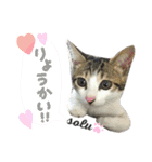 4匹のねこ。（個別スタンプ：1）