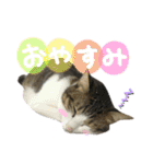 4匹のねこ。（個別スタンプ：2）