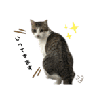 4匹のねこ。（個別スタンプ：4）