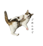 4匹のねこ。（個別スタンプ：6）