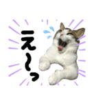 4匹のねこ。（個別スタンプ：8）