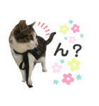 4匹のねこ。（個別スタンプ：9）