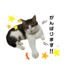 4匹のねこ。（個別スタンプ：10）