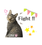 4匹のねこ。（個別スタンプ：11）