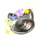 4匹のねこ。（個別スタンプ：13）