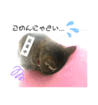 4匹のねこ。（個別スタンプ：14）