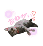 4匹のねこ。（個別スタンプ：15）