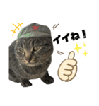 4匹のねこ。（個別スタンプ：17）