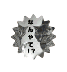 4匹のねこ。（個別スタンプ：20）