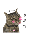 4匹のねこ。（個別スタンプ：21）