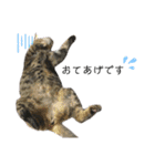4匹のねこ。（個別スタンプ：22）