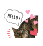 4匹のねこ。（個別スタンプ：23）