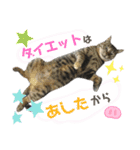 4匹のねこ。（個別スタンプ：25）