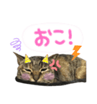 4匹のねこ。（個別スタンプ：26）
