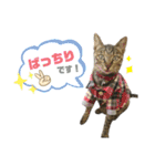 4匹のねこ。（個別スタンプ：27）
