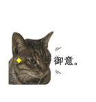 4匹のねこ。（個別スタンプ：28）
