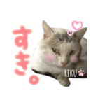 4匹のねこ。（個別スタンプ：29）