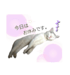 4匹のねこ。（個別スタンプ：30）