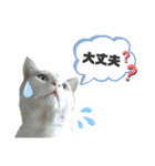 4匹のねこ。（個別スタンプ：31）