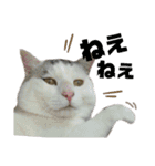 4匹のねこ。（個別スタンプ：32）