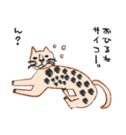 水玉猫さん（個別スタンプ：6）