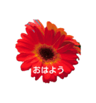日常に使える彩り花スタンプ（個別スタンプ：4）